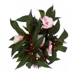 Edellieschen, Weiß-rosa, Topf-Ø 12 Cm, 6er-Set -Die grüne Ecke 0610110045 Impatiens rosa weiss Set 6St 3 2 78829