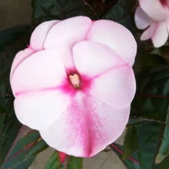 Edellieschen, Weiß-rosa, Topf-Ø 12 Cm, 6er-Set -Die grüne Ecke 0610110045 Impatiens rosa weiss Set 6St 4 78621