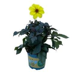 Dahlie 'Happy Days® Yellow', 6er-Set, Gelb, Topf 12/13 Cm Ø -Die grüne Ecke 0610140112 Dahlia bienenfreundlich Happy Days Yellow 6er Set 3