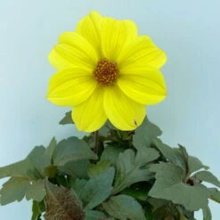 Dahlie 'Happy Days® Yellow', 6er-Set, Gelb, Topf 12/13 Cm Ø -Die grüne Ecke 0610140112 Dahlia bienenfreundlich Happy Days Yellow 6er Set 4.JPG