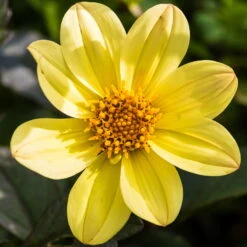 Dahlie 'Happy Days® Yellow', 6er-Set, Gelb, Topf 12/13 Cm Ø -Die grüne Ecke 0610140112 Dahlia bienenfreundlich T1213 Happy Days Yellow 6er Set WS