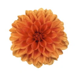 Dahlie 'Hypnotica', Farben Zufällig, Topf-Ø 19 Cm, 2er-Set -Die grüne Ecke 0610140124 Dahlia Hybriden Hypnotica 2er Set 10 110149