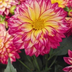 Dahlie 'Hypnotica', Farben Zufällig, Topf-Ø 19 Cm, 2er-Set -Die grüne Ecke 0610140124 Dahlia Hybriden Hypnotica 2er Set 11 110150