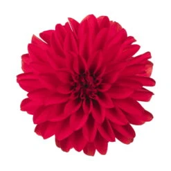 Dahlie 'Hypnotica', Farben Zufällig, Topf-Ø 19 Cm, 2er-Set -Die grüne Ecke 0610140124 Dahlia Hybriden Hypnotica 2er Set 2 110141