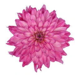 Dahlie 'Hypnotica', Farben Zufällig, Topf-Ø 19 Cm, 2er-Set -Die grüne Ecke 0610140124 Dahlia Hybriden Hypnotica 2er Set 4 110143