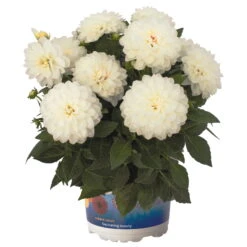 Dahlie 'Hypnotica', Farben Zufällig, Topf-Ø 19 Cm, 2er-Set -Die grüne Ecke 0610140124 Dahlia Hybriden Hypnotica 2er Set 5 110144