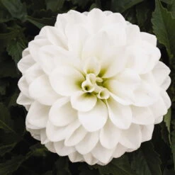 Dahlie 'Hypnotica', Farben Zufällig, Topf-Ø 19 Cm, 2er-Set -Die grüne Ecke 0610140124 Dahlia Hybriden Hypnotica 2er Set 6 110145