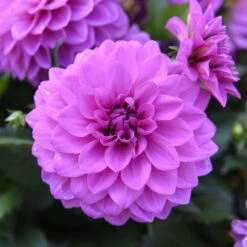 Dahlie 'Hypnotica', Farben Zufällig, Topf-Ø 19 Cm, 2er-Set -Die grüne Ecke 0610140124 Dahlia Hybriden Hypnotica 2er Set 8 110147