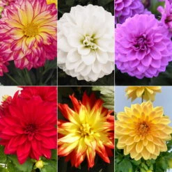 Dahlie 'Hypnotica', Farben Zufällig, Topf-Ø 19 Cm, 2er-Set