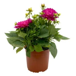 Dahlie 'Hypnotica', Farben Zufällig, Topf-Ø 19 Cm, 2er-Set -Die grüne Ecke 0610140124 Dahlia Hybriden T19 in Farben Hypnotica 2er Set 1 110319