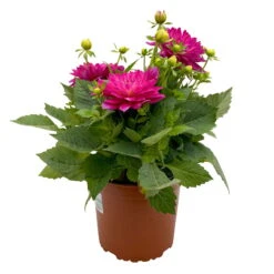 Dahlie 'Hypnotica', Farben Zufällig, Topf-Ø 19 Cm, 2er-Set -Die grüne Ecke 0610140124 Dahlia Hybriden T19 in Farben Hypnotica 2er Set 2 110320