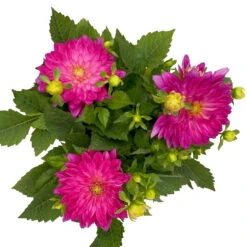 Dahlie 'Hypnotica', Farben Zufällig, Topf-Ø 19 Cm, 2er-Set -Die grüne Ecke 0610140124 Dahlia Hybriden T19 in Farben Hypnotica 2er Set 3 110321