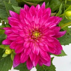 Dahlie 'Hypnotica', Farben Zufällig, Topf-Ø 19 Cm, 2er-Set -Die grüne Ecke 0610140124 Dahlia Hybriden T19 in Farben Hypnotica 2er Set 4 110152