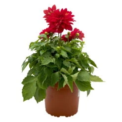 Dahlie 'Hypnotica', Farben Zufällig, Topf-Ø 19 Cm, 2er-Set -Die grüne Ecke 0610140124 Dahlia Hybriden T19 in Farben Hypnotica 2er Set 5 110322