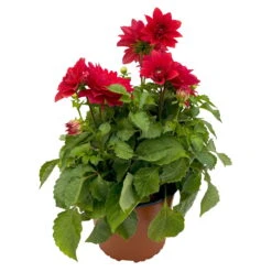 Dahlie 'Hypnotica', Farben Zufällig, Topf-Ø 19 Cm, 2er-Set -Die grüne Ecke 0610140124 Dahlia Hybriden T19 in Farben Hypnotica 2er Set 8 110323