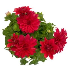 Dahlie 'Hypnotica', Farben Zufällig, Topf-Ø 19 Cm, 2er-Set -Die grüne Ecke 0610140124 Dahlia Hybriden T19 in Farben Hypnotica 2er Set 9 110324