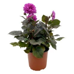 Dahlie 'Hypnotica' Farben Zufällig, Dunkellaubig, Topf-Ø 19 Cm, 2er-Set -Die grüne Ecke 0610140125 Dahlia Hybriden Hypnotica in Farben dunkellaubig 2er Set 10 110330