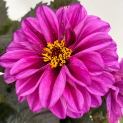 Dahlie 'Hypnotica' Farben Zufällig, Dunkellaubig, Topf-Ø 19 Cm, 2er-Set -Die grüne Ecke 0610140125 Dahlia Hybriden Hypnotica in Farben dunkellaubig 2er Set 12 110166