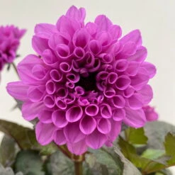 Dahlie 'Hypnotica' Farben Zufällig, Dunkellaubig, Topf-Ø 19 Cm, 2er-Set -Die grüne Ecke 0610140125 Dahlia Hybriden Hypnotica in Farben dunkellaubig 2er Set 14 110167