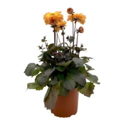 Dahlie 'Hypnotica' Farben Zufällig, Dunkellaubig, Topf-Ø 19 Cm, 2er-Set -Die grüne Ecke 0610140125 Dahlia Hybriden Hypnotica in Farben dunkellaubig 2er Set 1 110329