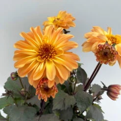 Dahlie 'Hypnotica' Farben Zufällig, Dunkellaubig, Topf-Ø 19 Cm, 2er-Set -Die grüne Ecke 0610140125 Dahlia Hybriden Hypnotica in Farben dunkellaubig 2er Set 3 110162