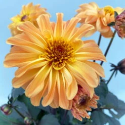 Dahlie 'Hypnotica' Farben Zufällig, Dunkellaubig, Topf-Ø 19 Cm, 2er-Set -Die grüne Ecke 0610140125 Dahlia Hybriden Hypnotica in Farben dunkellaubig 2er Set 5 110163