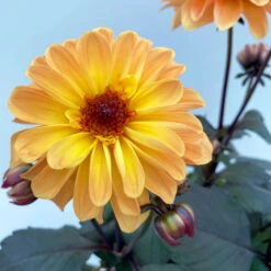 Dahlie 'Hypnotica' Farben Zufällig, Dunkellaubig, Topf-Ø 19 Cm, 2er-Set -Die grüne Ecke 0610140125 Dahlia Hybriden Hypnotica in Farben dunkellaubig 2er Set 6 110164