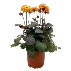 Dahlie 'Hypnotica' Farben Zufällig, Dunkellaubig, Topf-Ø 19 Cm, 2er-Set -Die grüne Ecke 0610140125 Dahlia Hybriden Hypnotica in Farben dunkellaubig 2er Set 7 110328