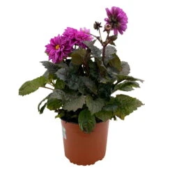 Dahlie 'Hypnotica' Farben Zufällig, Dunkellaubig, Topf-Ø 19 Cm, 2er-Set -Die grüne Ecke 0610140125 Dahlia Hybriden Hypnotica in Farben dunkellaubig 2er Set 9 110331