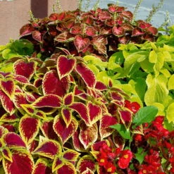 Buntnessel Und Zauberschnee™ Bunt Und Weiß, Topf-Ø 12 Cm, 6er-Set -Die grüne Ecke 0610180006 Solenostemon scutellarioides T12 Buntnessel in Sorten 60881 193491 1 x 53849