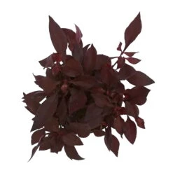 Papageienstrauch 'Choco Chili', 6er-Set, Dunkelviolett-purpurrot, Topf 12 Cm Ø -Die grüne Ecke 0610180162 Alternanthera 4 88240