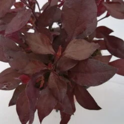 Papageienstrauch 'Choco Chili', 6er-Set, Dunkelviolett-purpurrot, Topf 12 Cm Ø -Die grüne Ecke 0610180162 Alternanthera 5 88238