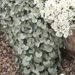 Mixtopf 'Silberstruktur', 3er-Set, Grau-silber, Topf 13 Cm Ø -Die grüne Ecke 0610180163 Dichondra argentea T12 rankendhaengend Set 3Stueck1 74376