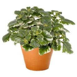 Plectranthus 'Variegata' Grün-weiß, Topf -Ø 12 Cm, 6er-Set -Die grüne Ecke 0610180182 Plectranthus T12 Set 3Stueck 74398