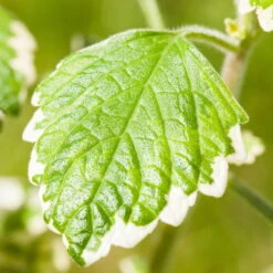 Plectranthus 'Variegata' Grün-weiß, Topf -Ø 12 Cm, 6er-Set -Die grüne Ecke 0610180182 Plectranthus1 76855
