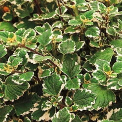 Plectranthus 'Variegata' Grün-weiß, Topf -Ø 12 Cm, 6er-Set -Die grüne Ecke 0610180182 Plectranthus2 76854