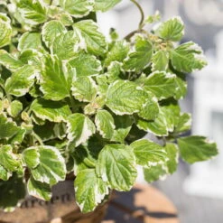 Plectranthus 'Variegata' Grün-weiß, Topf -Ø 12 Cm, 6er-Set -Die grüne Ecke 0610180182 Plectranthus4 76852