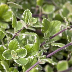 Plectranthus 'Variegata' Grün-weiß, Topf -Ø 12 Cm, 6er-Set -Die grüne Ecke 0610180182 Plectranthus 76856