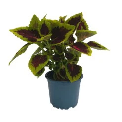 Buntnessel 'Alligator Alley', 6er-Set, Grün-pink-dunkelrot, Topf 12 Cm Ø -Die grüne Ecke 0610180184 Solenostemon scut T12 Alligator Alley 6er Set 1 93128