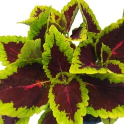 Buntnessel 'Alligator Alley', 6er-Set, Grün-pink-dunkelrot, Topf 12 Cm Ø -Die grüne Ecke 0610180184 Solenostemon scut T12 Alligator Alley 6er Set 8 93125