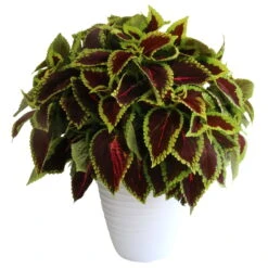 Buntnessel 'Alligator Alley', 6er-Set, Grün-pink-dunkelrot, Topf 12 Cm Ø -Die grüne Ecke 0610180184 Solenostemon scut T1213 Alligator Alley Set 3Stueck1 74400