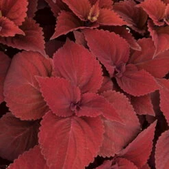 Pflanzenset 'Spätsommer-Gold' Gelb-orange, Topf-Ø 12 Cm, 4er-Set -Die grüne Ecke 0610180185 Solenostemon scut T1213 Beale Street Set 3Stueck 74401