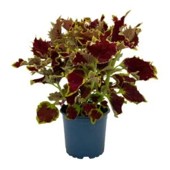 Buntnessel 'Crown Jewel', 6er-Set, Braunrot, Topf 12 Cm Ø -Die grüne Ecke 0610180187 Solenostemon scut T1213 Crown Jewel 6er Set WS 1 95692