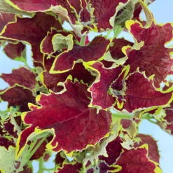 Buntnessel 'Crown Jewel', 6er-Set, Braunrot, Topf 12 Cm Ø -Die grüne Ecke 0610180187 Solenostemon scut T1213 Crown Jewel 6er Set WS 5 95624