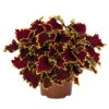 Buntnessel 'Crown Jewel', 6er-Set, Braunrot, Topf 12 Cm Ø -Die grüne Ecke 0610180187 Solenostemon scut T1213 Crown Jewel Set 3Stueck 74405