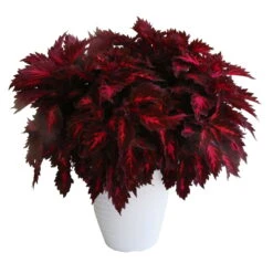 Buntnessel 'Royalty' Rot-pink, Topf-Ø 12 Cm, 6er-Set -Die grüne Ecke 0610180190 Solenostemon scut T12 Presidio 6er Set WS 3 91835