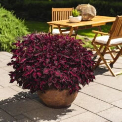 Buntnessel 'Royalty' Rot-pink, Topf-Ø 12 Cm, 6er-Set -Die grüne Ecke 0610180190 Solenostemon scut T12 Presidio 6er Set WS 4 91834