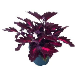 Buntnessel 'Royalty' Rot-pink, Topf-Ø 12 Cm, 6er-Set -Die grüne Ecke 0610180190 Solenostemon scut T12 Royalty 6er Set WS 8 92055