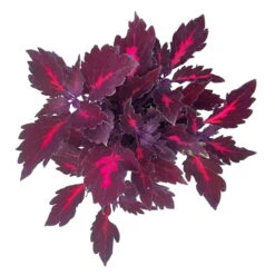 Buntnessel 'Royalty' Rot-pink, Topf-Ø 12 Cm, 6er-Set -Die grüne Ecke 0610180190 Solenostemon scut T12 Royalty 6er Set WS 9 92056
