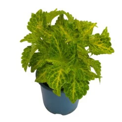 Buntnessel 'River Walk', 6er-Set, Hellgrün-dunkelgrün, Topf 12 Cm Ø -Die grüne Ecke 0610180191 Solenostemon scut T12 River Walk 6er Set 1 93138